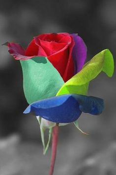 a single red and blue rose is in the foreground