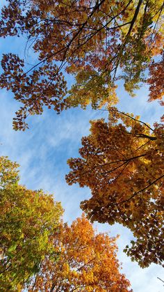 looking up at the tops of trees in autumn