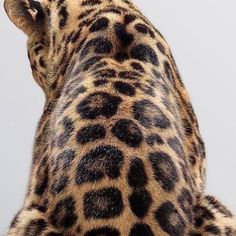 the back end of a giraffe's head with spots all over it