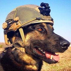 Hero dog Dog Soldiers, Military Heroes, Service Animal