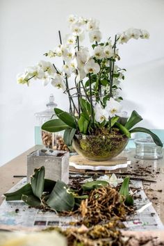 white flowers are in a bowl on a table with other plants and rocks around it