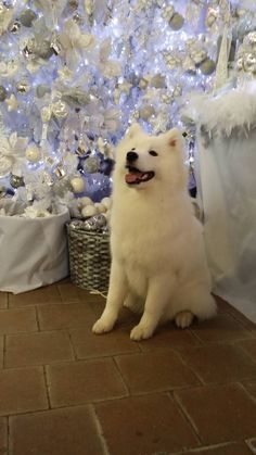 a white dog sitting in front of a christmas tree