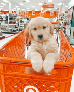 a puppy is sitting in an orange shopping cart at the grocery store and it's paws are up