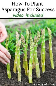 asparagus growing in the ground with text overlay that says, how to prope vegetables to grow you can plant once and harvest forever