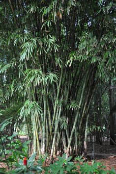 a large bamboo tree in the middle of a forest filled with lots of green leaves