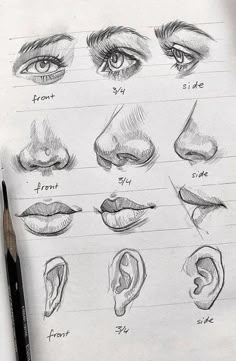 a pencil drawing of different types of nose