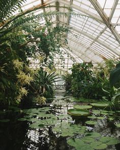 the inside of a greenhouse filled with water lilies