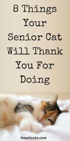 a cat laying on top of a bed with the caption 8 things your senior cat will thank you for doing