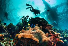 two scuba divers swimming in the ocean near corals and spongefish, surrounded by other marine life