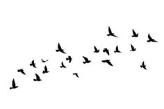 a flock of birds flying in the sky