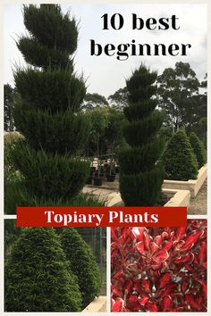 the topiary plants in this garden are very attractive