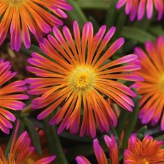 many orange and pink flowers with green stems