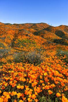 a field full of orange flowers with hills in the background