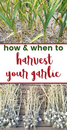 garlic plants in the garlic and bundles of harvested garlic with text overlay How & When to Harvest Your Garlic When To Harvest Garlic, Storing Garlic, Harvest Garlic, Harvesting Garlic, How To Store Garlic, Modern Homesteading