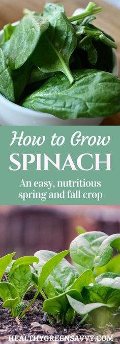 spinach plants in a bowl with text overlay how to grow spinach an easy, nutritious spring and fall crop