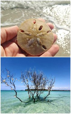 there are two pictures one has a sand dollar tree and the other has a starfish on it