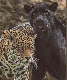 a black leopard and a brown leopard standing next to each other in front of some rocks