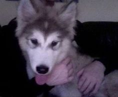 a woman holding a husky dog in her arms