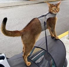 a cat is standing on top of a chair and looking at the camera while wearing a sweater