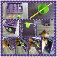 collage of photos showing different stages of cleaning a dog's litter box with brooms