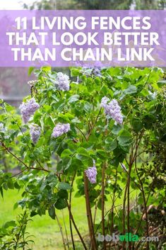 purple lilacs growing in the garden with text overlay that reads 11 living fences that look better than chain link