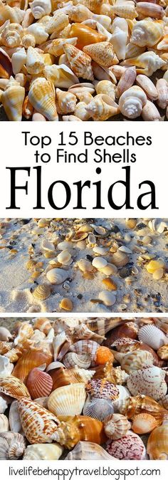 the top 15 beaches to find shells in florida, with text overlaying it