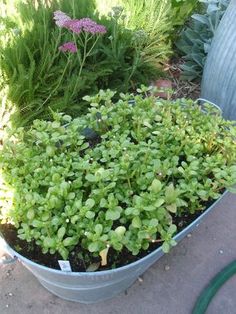 some plants are growing in a bucket on the ground