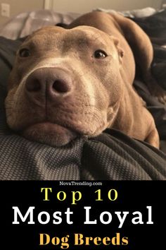 a brown dog laying on top of a bed with the words top 10 most loyal dog breeds