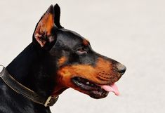 a black and brown dog with its tongue out