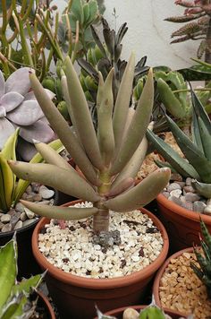 several potted plants with rocks and gravel in them