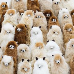 a large group of stuffed llamas are standing in the same pattern as each other