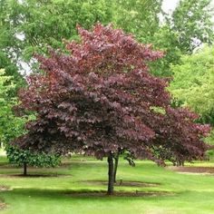 a tree with purple leaves in the middle of a grassy area next to some trees