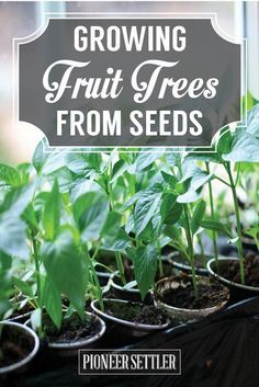 growing fruit trees from seeds by peter schiller