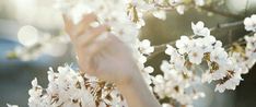 a person holding their hand up in the air above some white flowers on a tree