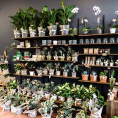 a room filled with lots of potted plants on shelves next to eachother