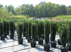 many potted plants are lined up in rows