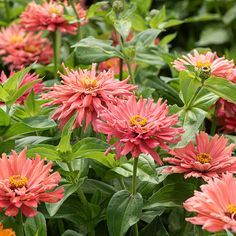 many pink flowers with green leaves in the background