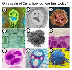 On a scale of Cells, how do you feel today? 9 options show different cells that look like faces expressing different emotions Last Two Brain Cells Funny, Biology Memes Hilarious, On A Scale Of How Are You Feeling, Biology Crochet, Science Classroom Ideas, Microbiology Humor, Laboratory Humor, Biology Jokes, Anatomy Memes