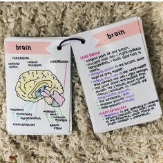 two tags with the words brain and cerebramus on them sitting on a carpet