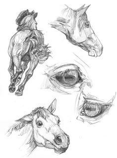 some drawings of horses with their mouths open