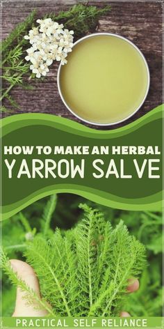 Yarrow Salve Recipe & Yarrow Salve Benefits - Learn how to make yarrow salve this summer! If you're foraging yarrow, you'll want to make this healing herbal salve! herbalism for beginners | herbal remedies recipes Yarrow Salve Recipe, Honeysuckle Salve Recipe, Purslane Salve Recipe, Yarrow Tea Recipe, Yarrow Recipes, Yarrow Benefits, Yarrow Uses, Yarrow Salve, Dried Yarrow