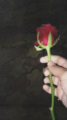 a person is holding a red rose in their left hand and the other hand is touching it