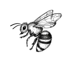 a black and white drawing of a bee