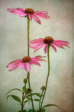 three pink flowers with green leaves in front of a white background