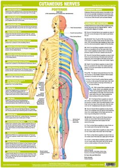 the human body and its major nervous systems, with labels on each side of it