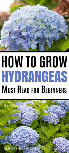 blue hydrant flowers with text overlay how to grow hydrangeas must read for beginners