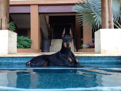 a large black and brown dog laying on top of a pool next to a building