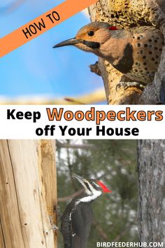 a woodpecker in a tree with the words, how to keep woodpeckers off your house