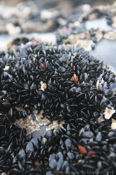 black seed sprouts are scattered on the ground