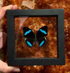 a blue and black butterfly in a frame